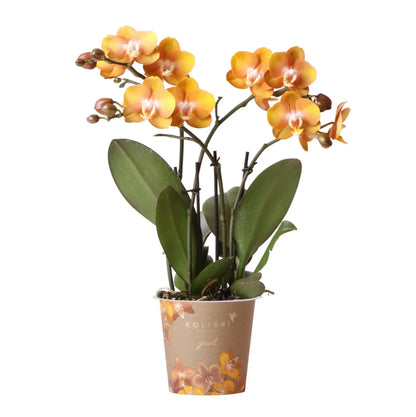 Kolibri Orchids | Oranje gouden Phalaenopsis orchidee - Jewel Las Vegas - potmaat Ø12cm | bloeiende kamerplant - vers van de kweker Everspring