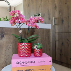 Kolibri Orchids | rode phalaenopsis orchidee Congo + Pearl Pot rood - potmaat Ø9cm | bloeiende kamerplant - vers van de kweker Everspring