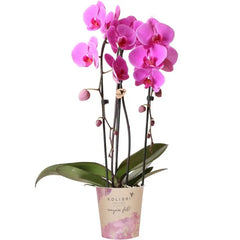 Kolibri Orchids | roze Phalaenopsis orchidee - Niagara Fall  - potmaat Ø12cm | bloeiende kamerplant - vers van de kweker Everspring