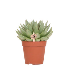 Kolibri Greens | Groene plant - Succulent Echeveria Miranda - groene kamerplant - vers van de kweker - Ø12cm Everspring