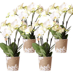 Kolibri Orchids | COMBI DEAL van 4 witte orchideeën - Ghent - potmaat Ø12cm | bloeiende kamerplant - vers van de kweker Everspring