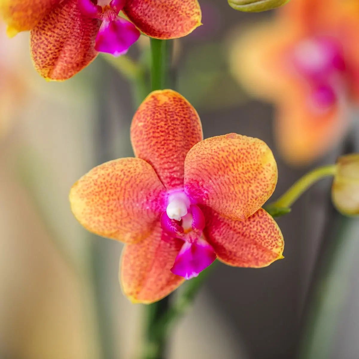 Kolibri Orchids I COMBI DEAL van 2 geurende oranje Phalaenopsis orchideeën - potmaat Ø12cm | bloeiende kamerplant - vers van de kweker Everspring