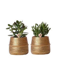 Kolibri Greens | Succulenten set van 2 planten in gouden groove sierpotten - keramiek  potmaat Ø9cm Everspring