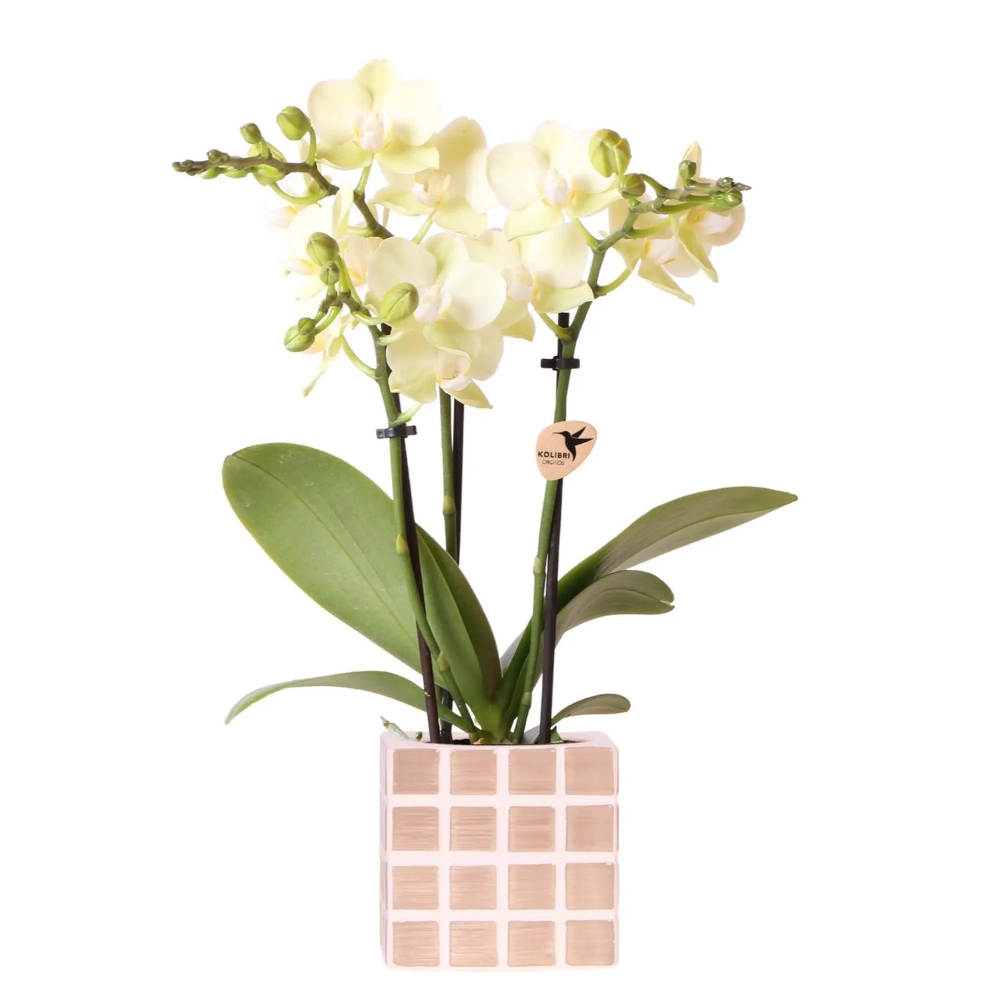 Kolibri Orchids | Gele phalaenopsis orchidee Mexico + Mosa sierpot bruin - potmaat Ø9cm | bloeiende kamerplant - vers van de kweker Everspring