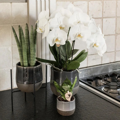 Kolibri Home | Plantenstandaard - Zwart metalen planten verhoging Ø12cm Everspring