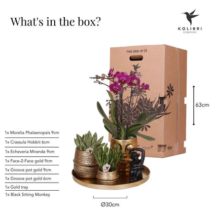 Kolibri Company | Gift set Hotel Chic| Plantenset met paarse Phalaenopsis Orchidee en Succulenten incl. keramieken sierpotten Everspring