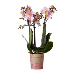 Kolibri Orchids | Roze phalaenopsis orchidee - Andorra - potmaat Ø9cm | bloeiende kamerplant - vers van de kweker Everspring