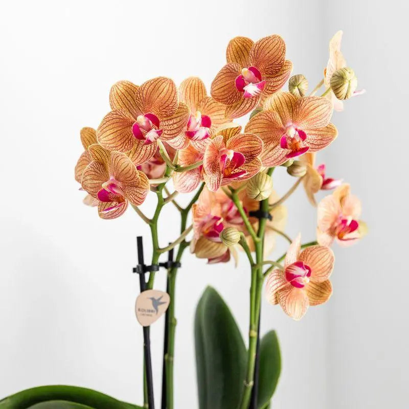 Kolibri Orchids | witte Phalaenopsis orchidee – Jamaica + Lush pot – potmaat Ø9cm – 40cm hoog | bloeiende kamerplant in bloempot - vers van de kweker Everspring