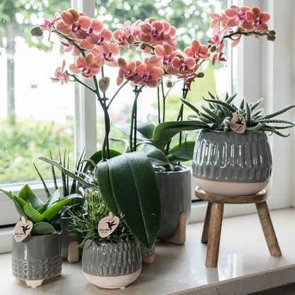 Kolibri Home | Plantenstandaard - Houten planten verhoging Ø12cm Everspring