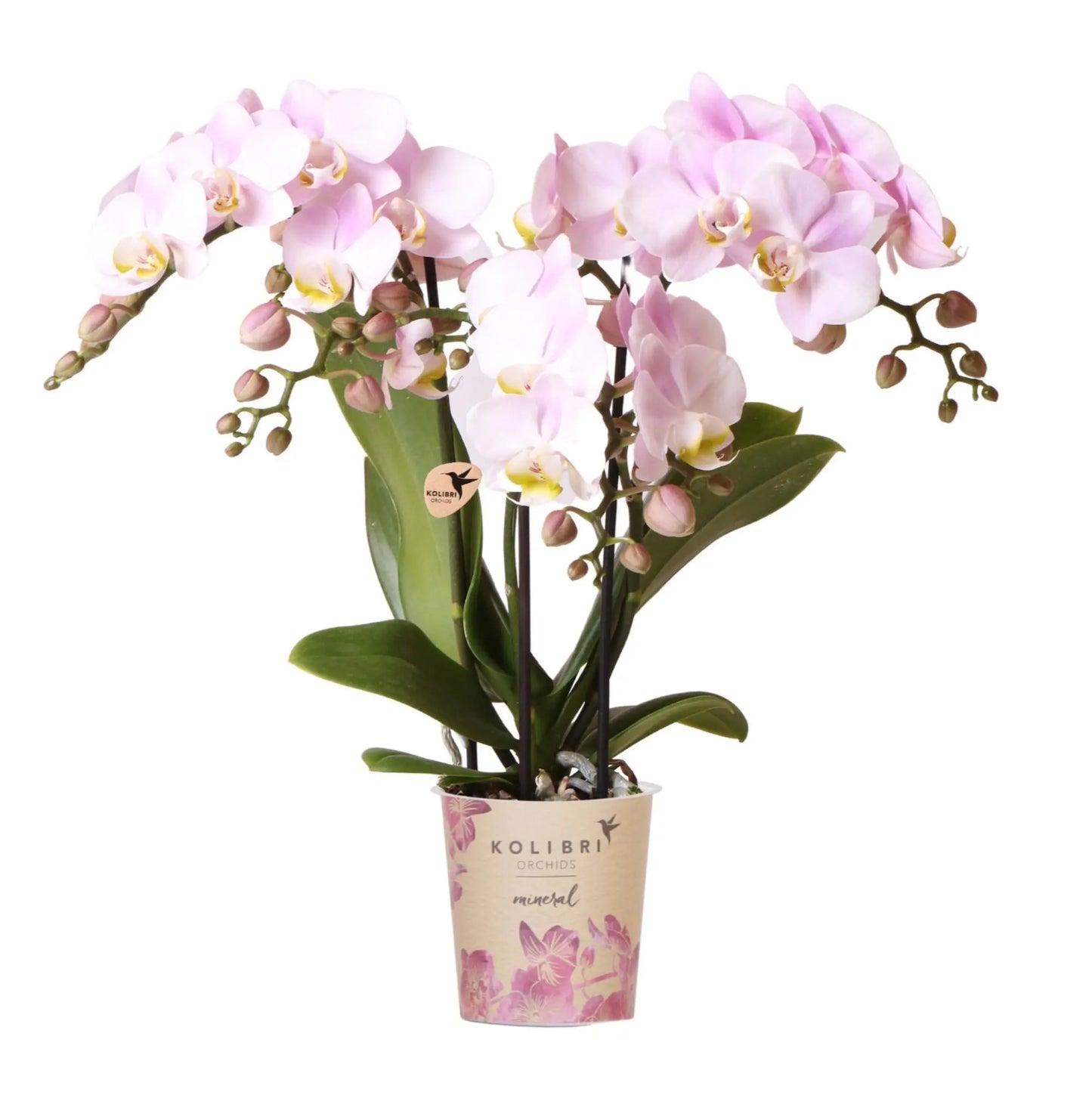 Kolibri Orchids | Roze phalaenopsis orchidee - Portugal - potmaat Ø9cm | bloeiende kamerplant - vers van de kweker Everspring