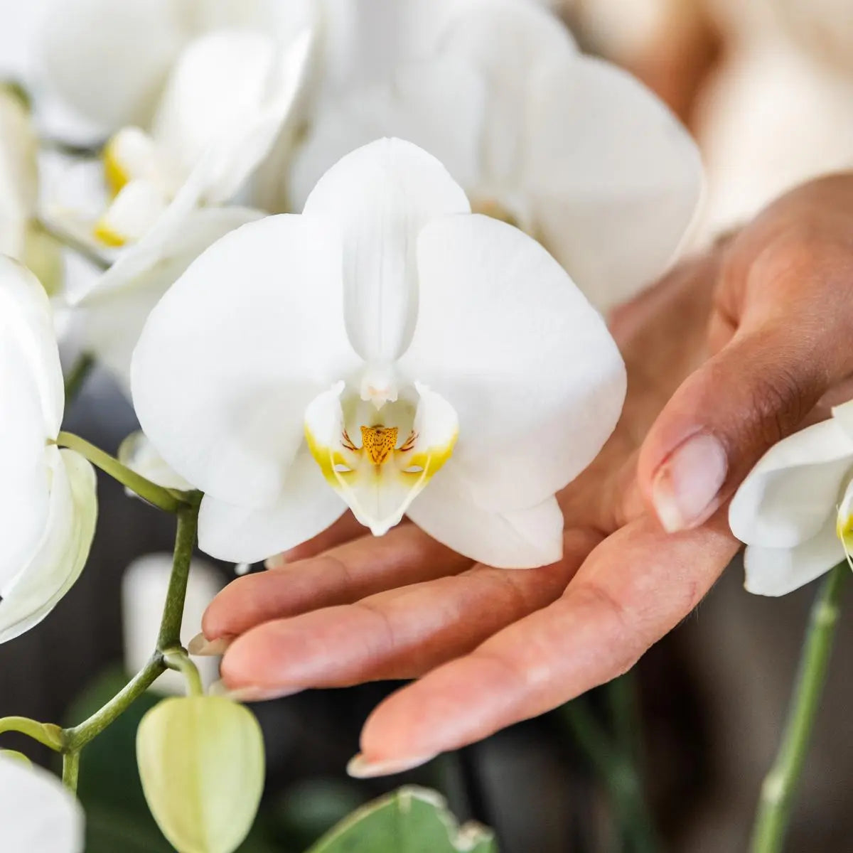 Kolibri Orchids I COMBI DEAL van 2 witte Phalaenopsis orchideeën - potmaat Ø12cm | bloeiende kamerplant - vers van de kweker Everspring