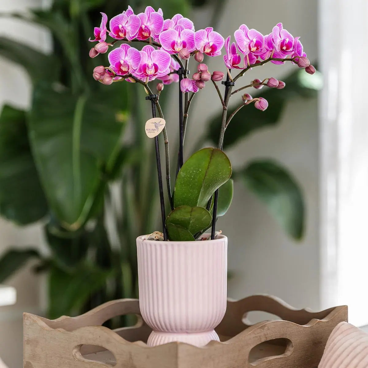 Kolibri Orchids | Roze paarse phalaenopsis orchidee - El Salvador + Diabolo pink - potmaat Ø9cm | bloeiende kamerplant - vers van de kweker Everspring