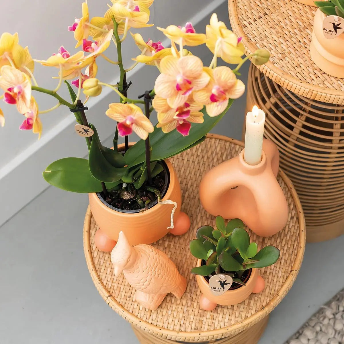 Kolibri Orchids | Oranje Phalaenopsis orchidee – Jamaica + Rolling sierpot peach – potmaat Ø9cm – 35cm hoog | bloeiende kamerplant in bloempot - vers van de kweker Everspring