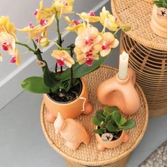 Kolibri Orchids | Oranje Phalaenopsis orchidee – Jamaica + Rolling sierpot peach – potmaat Ø9cm – 35cm hoog | bloeiende kamerplant in bloempot - vers van de kweker Everspring