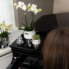 Kolibri Orchids | Witte Phalaenopsis orchidee – Amabilis + Le Chic sierpot zilver – potmaat Ø9cm – 40cm hoog | bloeiende kamerplant in bloempot - vers van de kweker Everspring