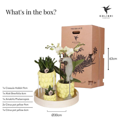 Kolibri Company | Gift set Citrus Plantenset met gele Phalaenopsis Orchidee en Succulenten incl. keramieken sierpotten Everspring