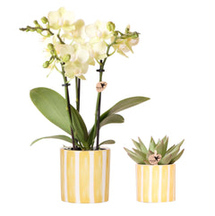 Kolibri Orchids | Set van gele orchidee Mexico en succulent in Painted Stripe sierpot - potmaat Ø9cm & Ø6cm | bloeiende kamerplant - vers van de kweker Everspring