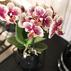 Kolibri Orchids | Geel rode phalaenopsis orchidee - Spain - potmaat Ø9cm | bloeiende kamerplant - vers van de kweker Everspring