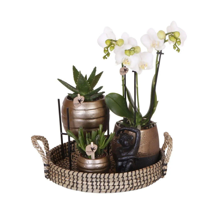 Kolibri Company | Gift set Home Hub | Plantenset met Phalaenopsis Orchidee en Succulenten incl. keramieken sierpotten Everspring