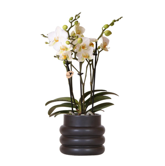 Kolibri Orchids | Witte phalaenopsis orchidee - Lausanne + Bubble pot black- potmaat Ø9cm | bloeiende kamerplant - vers van de kweker Everspring