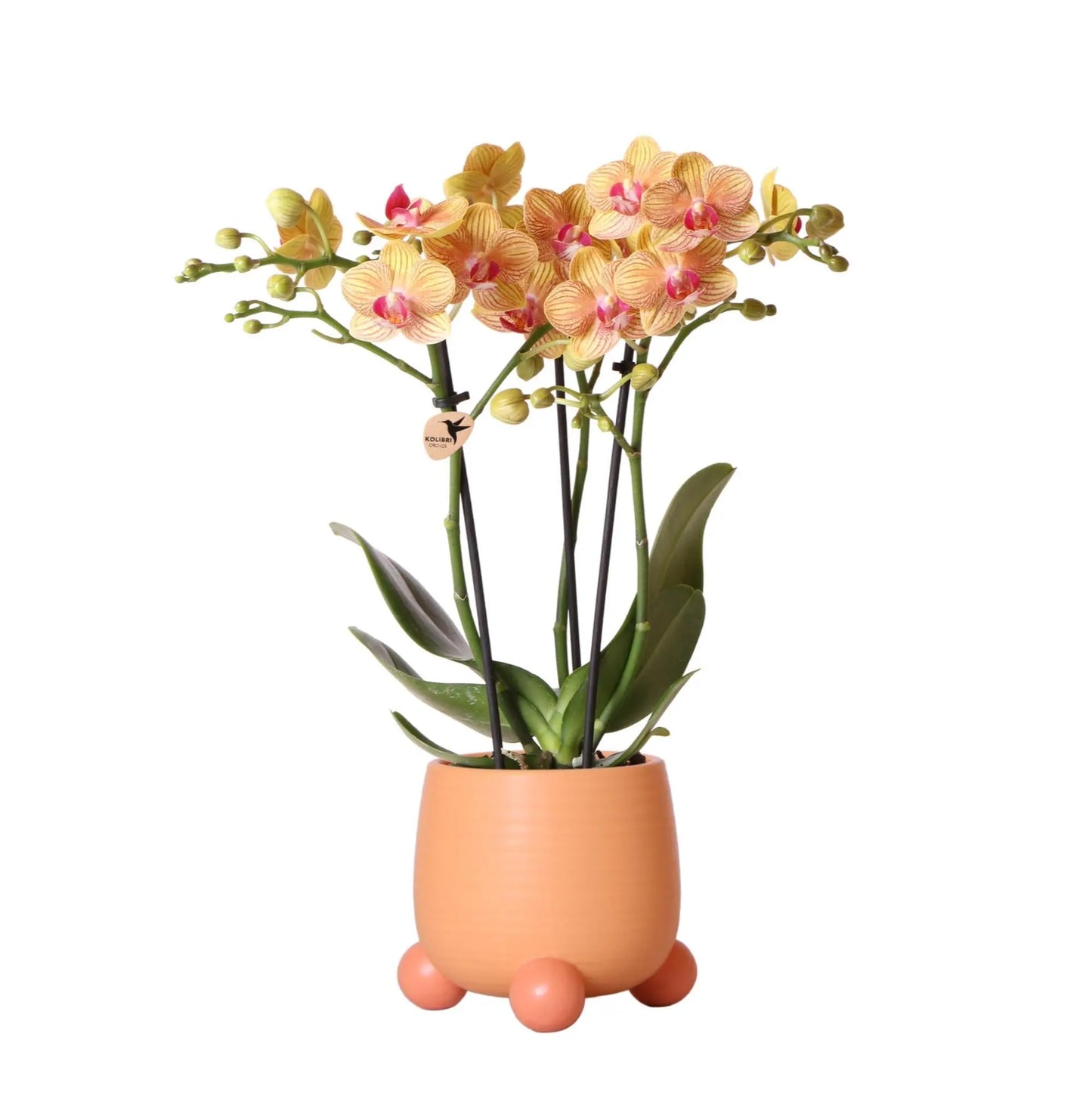 Kolibri Orchids | Oranje Phalaenopsis orchidee – Jamaica + Rolling sierpot peach – potmaat Ø9cm – 35cm hoog | bloeiende kamerplant in bloempot - vers van de kweker Everspring