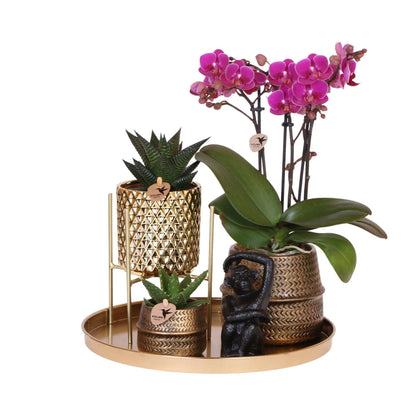 Kolibri Company | Gift set Hotel Chic| Plantenset met paarse Phalaenopsis Orchidee en Succulenten incl. keramieken sierpotten Everspring