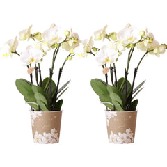 Kolibri Orchids I COMBI DEAL van 2 witte Phalaenopsis orchideeën - potmaat Ø12cm | bloeiende kamerplant - vers van de kweker Everspring