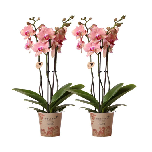 Kolibri Orchids I COMBI DEAL van 2 Phalaenopsis orchideeën - Pirate Picotee - potmaat Ø12cm | bloeiende kamerplant - vers van de kweker Everspring