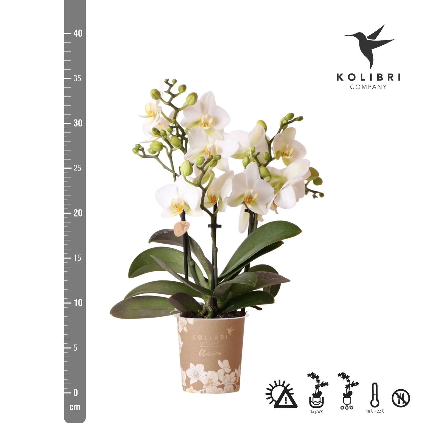 Kolibri Orchids | Witte phalaenopsis orchidee - Lausanne - potmaat Ø9cm | bloeiende kamerplant - vers van de kweker Everspring