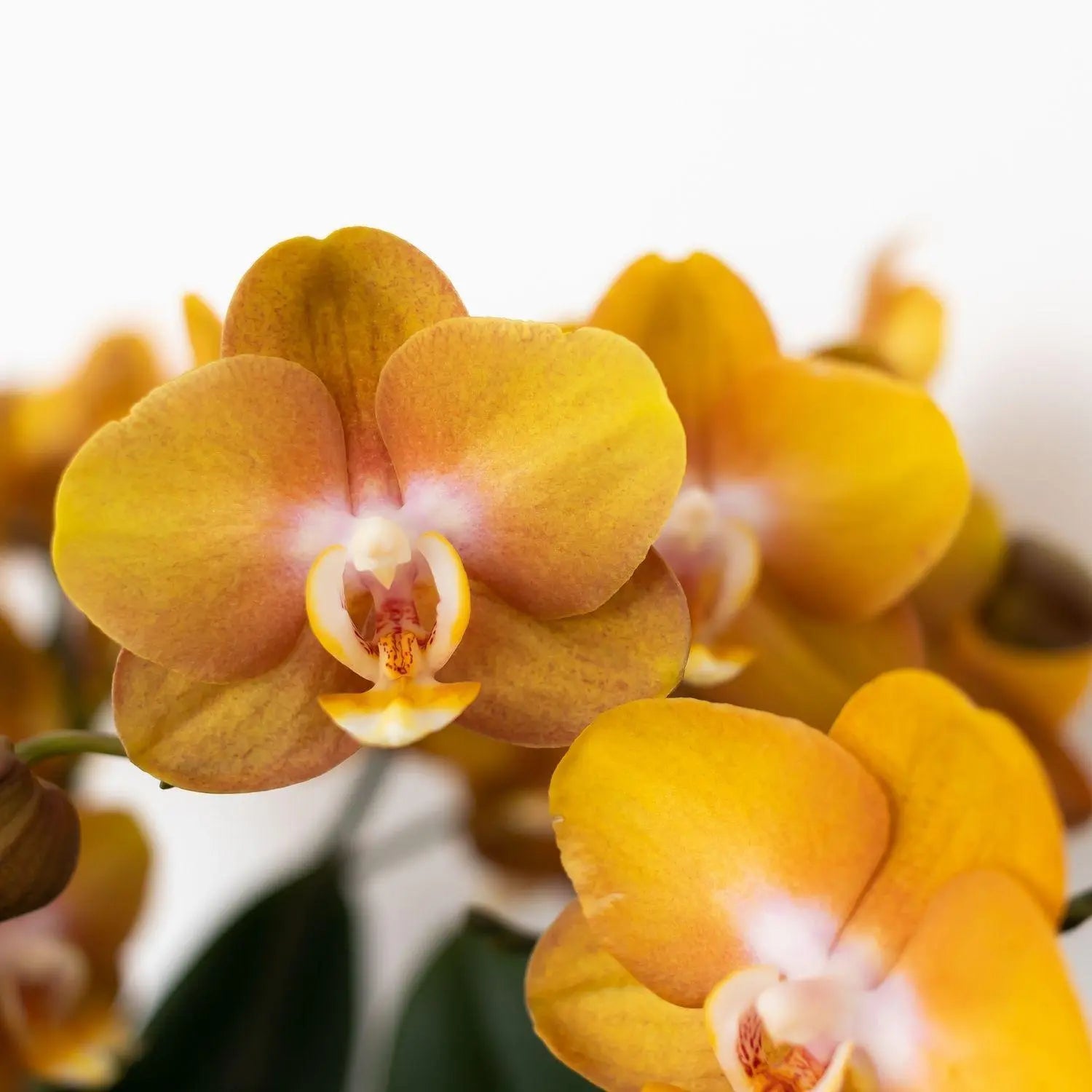 Kolibri Orchids | Oranje gouden Phalaenopsis orchidee - Jewel Las Vegas - potmaat Ø12cm | bloeiende kamerplant - vers van de kweker Everspring