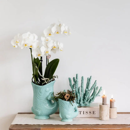 Kolibri Orchids | Planten set Fish Turquoise | Set met witte Phalaenopsis orchidee Amabilis Ø9cm en groene plant Succulent Crassula Hobbit Ø6cm | incl. turquoise keramieken sierpotten Everspring