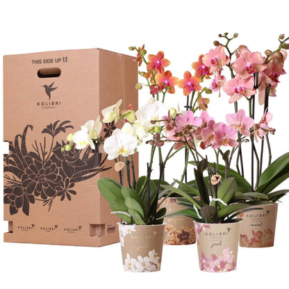 Kolibri Orchids - Surprise box mix - planten voordeel box - verrassingsbox met 4 verschillende orchideeën 12cm - vers van de kweker Everspring