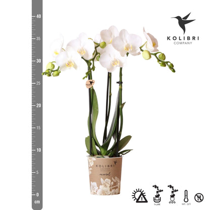 Kolibri Orchids | witte Phalaenopsis orchidee - Amabilis - potmaat Ø9cm | bloeiende kamerplant - vers van de kweker Everspring