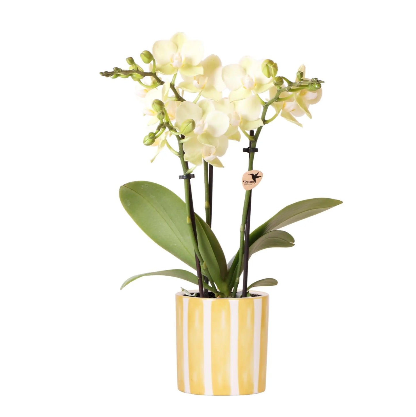 Kolibri Orchids | gele Phalaenopsis orchidee - Mexico + Painted Stripe pot yellow - potmaat Ø9cm | bloeiende kamerplant - vers van de kweker Everspring