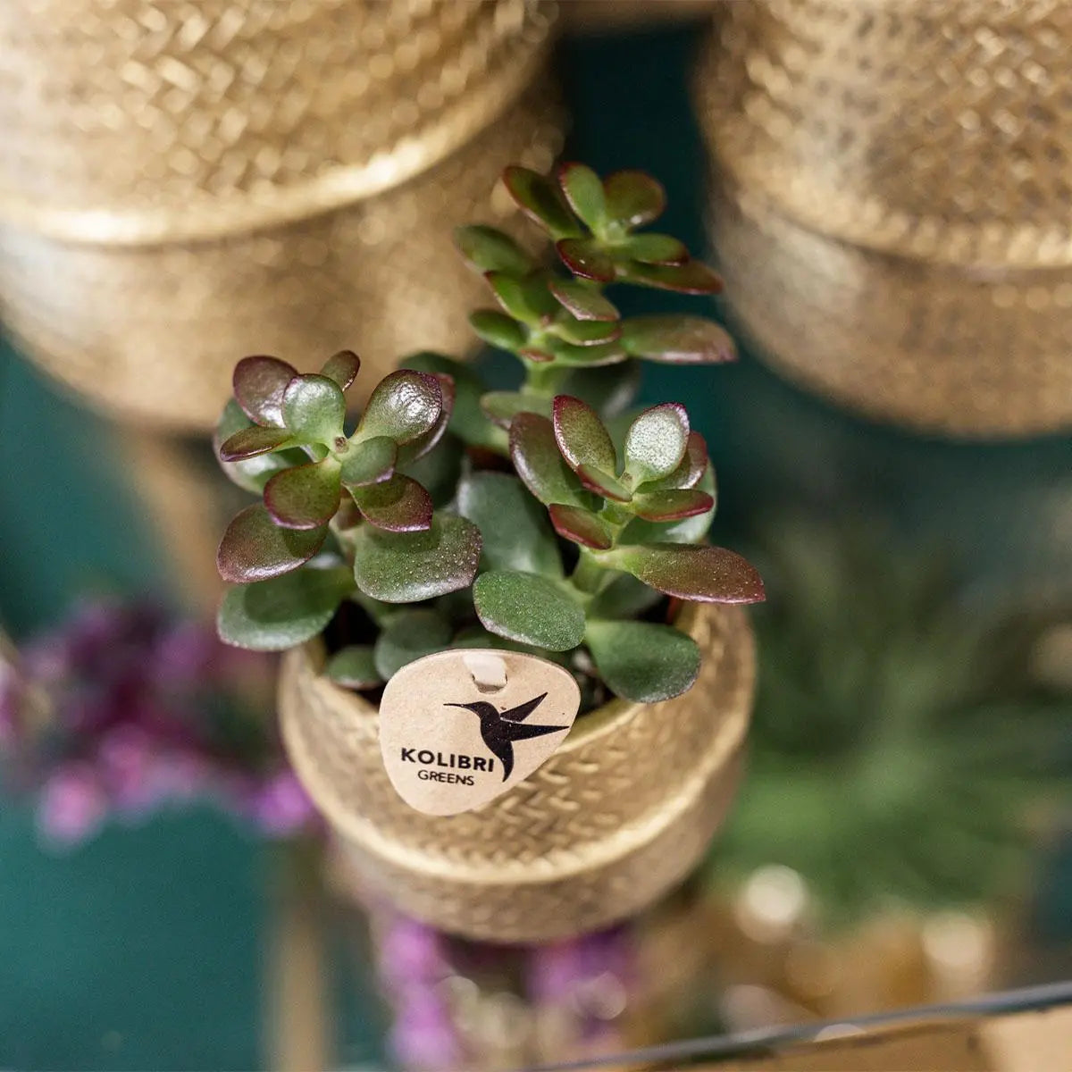 Kolibri Greens | Succulenten set van 2 planten in gouden groove sierpotten - keramiek  potmaat Ø9cm Everspring