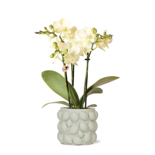 Kolibri Orchids | gele Phalaenopsis orchidee – Mexico + Citrus sierpot green – potmaat Ø9cm – 40cm hoog | bloeiende kamerplant in bloempot - vers van de kweker Everspring