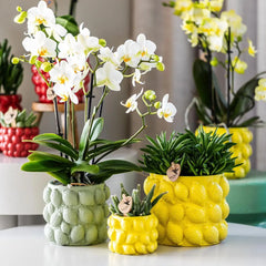 Kolibri Orchids | gele Phalaenopsis orchidee – Mexico + Citrus sierpot green – potmaat Ø9cm – 40cm hoog | bloeiende kamerplant in bloempot - vers van de kweker Everspring