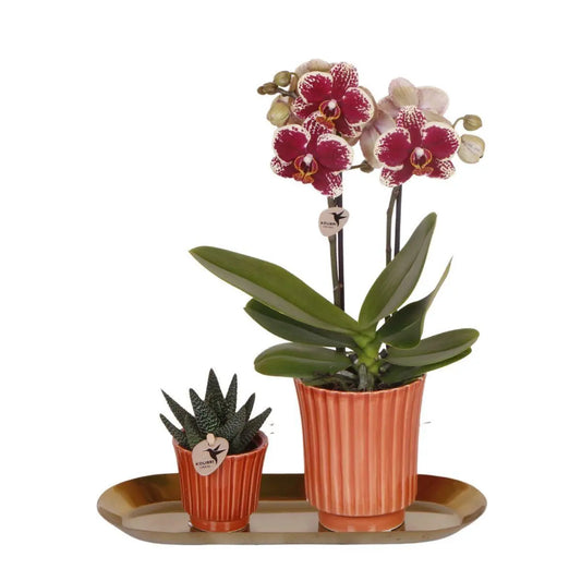 Kolibri Orchids | Plantenset Culture Cocktail terracotta small | Groene planten met Phalaenopsis orchidee in Retro terracotta sierpotten en gouden dienblad Everspring