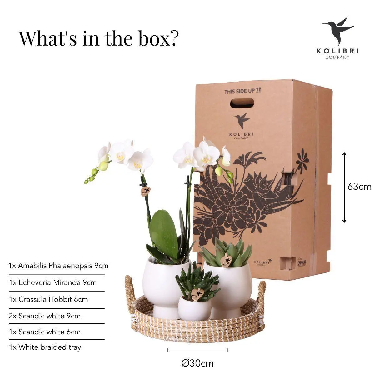 Kolibri Company | Gift set Scandic white | Plantenset met witte Phalaenopsis Orchidee en Succulenten incl. keramieken sierpotten Everspring