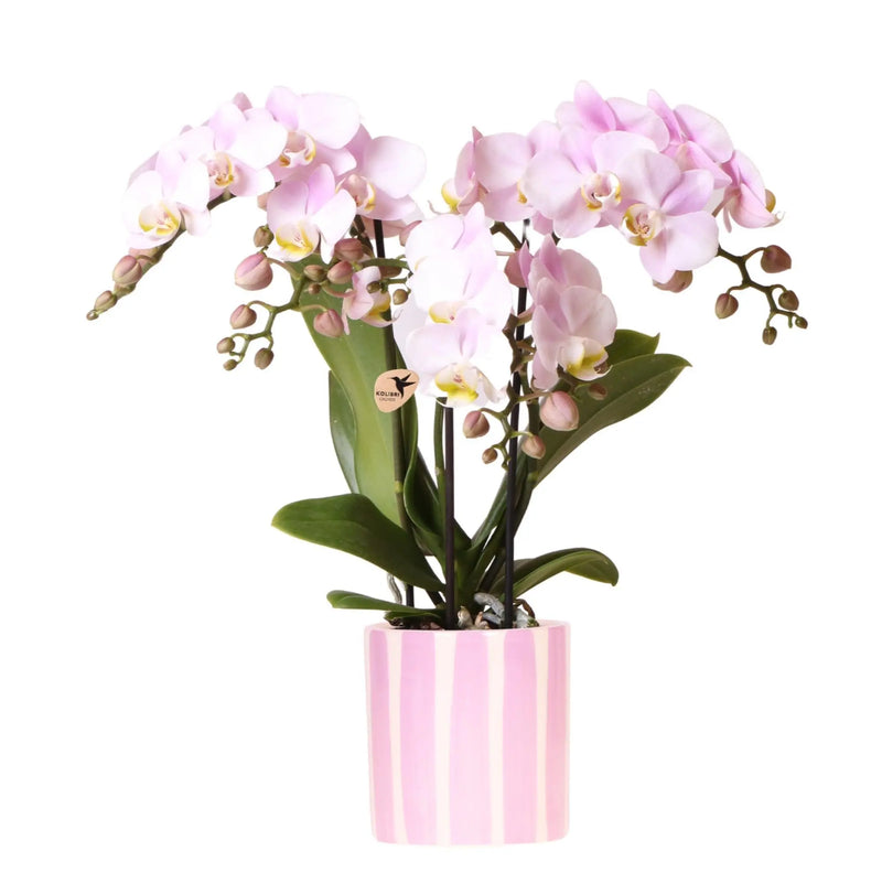 Kolibri Orchids | Roze Phalaenopsis orchidee Portugal + Painted Stripe pot roze - potmaat Ø9cm | bloeiende kamerplant - vers van de kweker Everspring